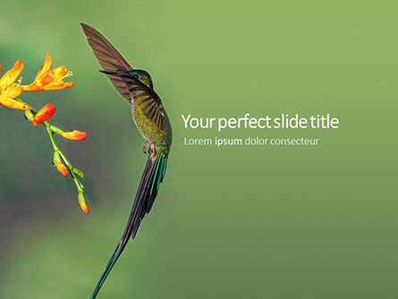 Detail Background Ppt Burung Nomer 20