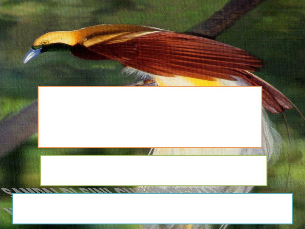 Detail Background Ppt Burung Nomer 37