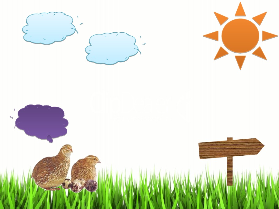 Detail Background Ppt Burung Nomer 39