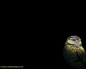 Detail Background Ppt Burung Nomer 43