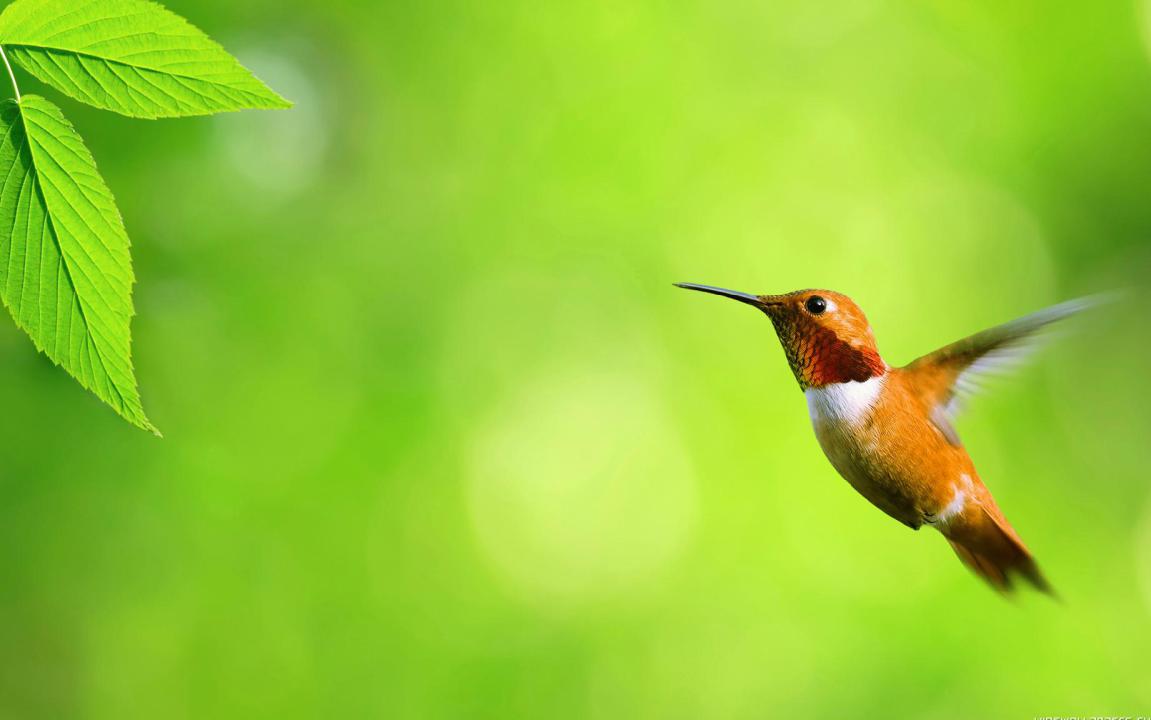 Detail Background Ppt Burung Nomer 52