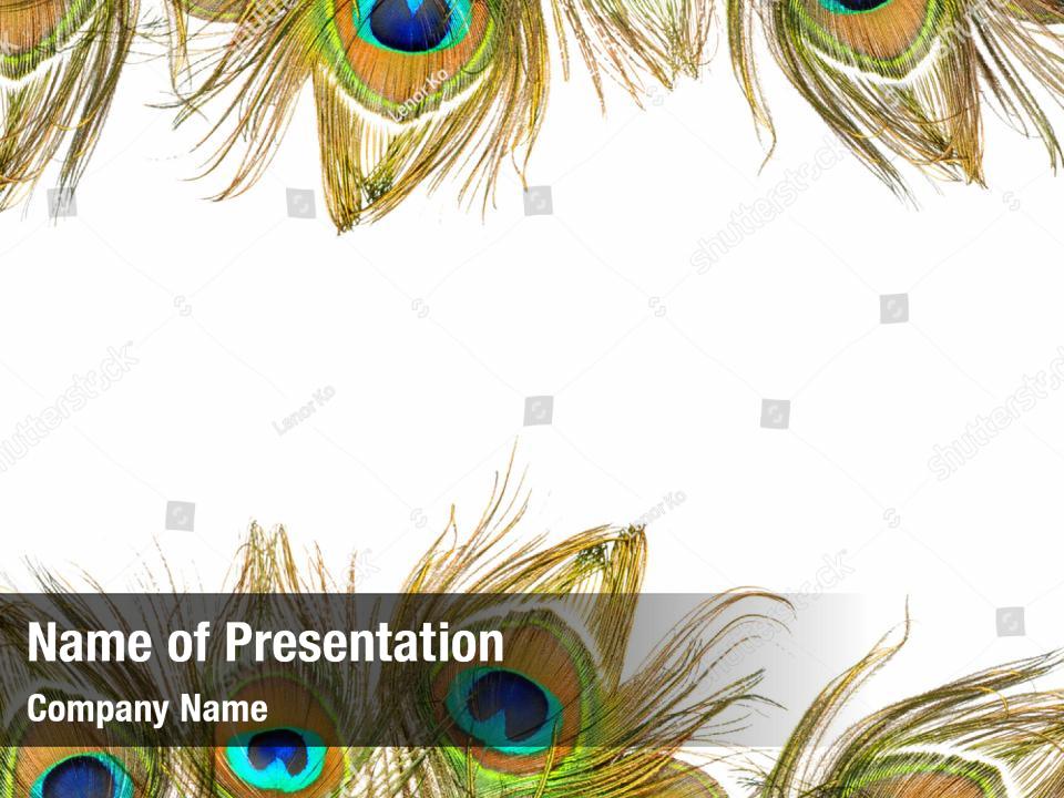 Detail Background Ppt Feather Nomer 26