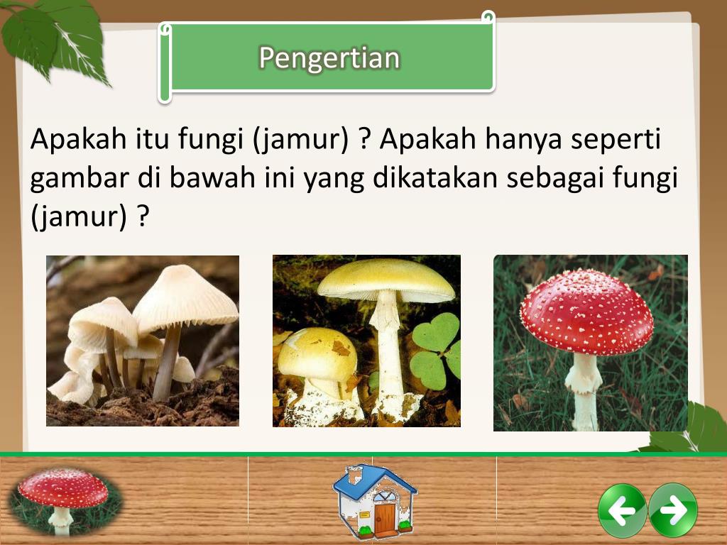 Detail Background Ppt Jamur Nomer 24