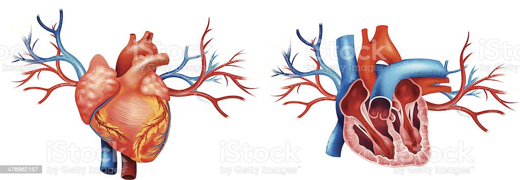 Detail Background Ppt Jantung Nomer 36
