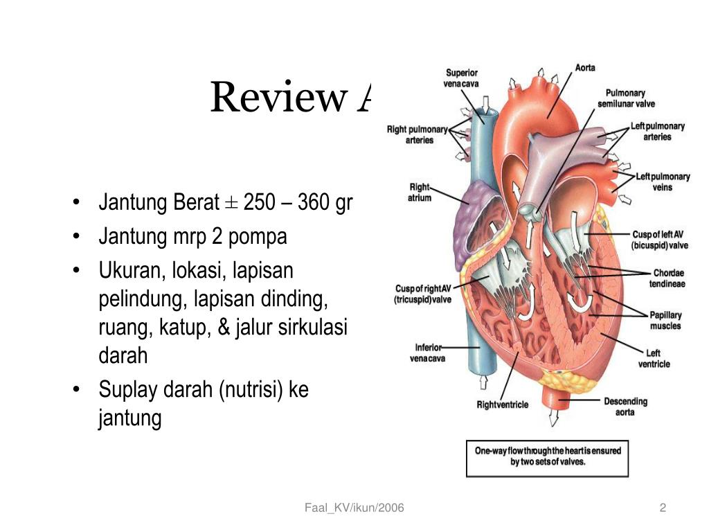 Detail Background Ppt Jantung Nomer 46