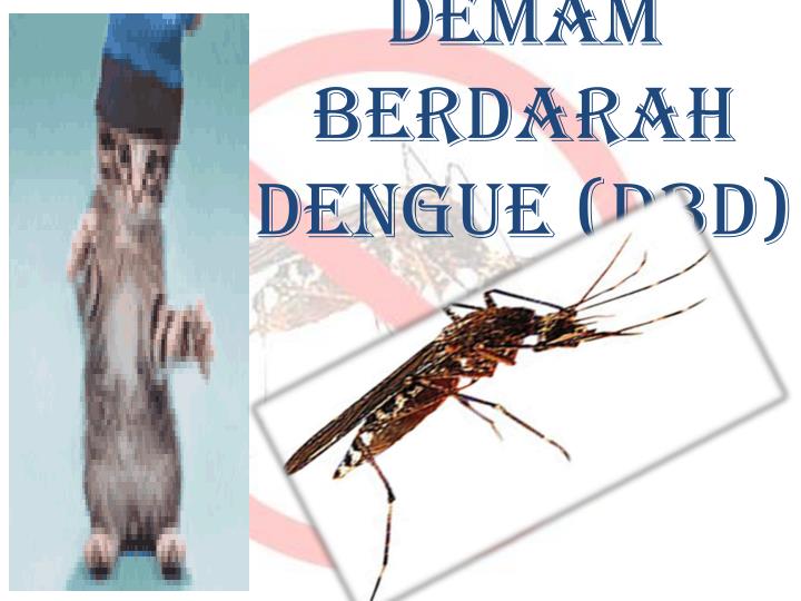 Detail Background Ppt Nyamuk Nomer 26