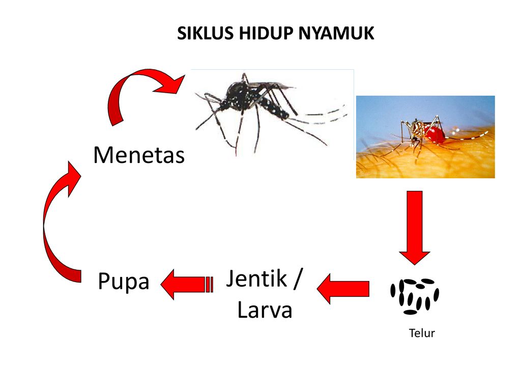 Detail Background Ppt Nyamuk Nomer 30