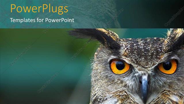 Detail Background Ppt Owl Nomer 20