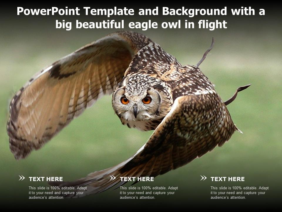 Detail Background Ppt Owl Nomer 37