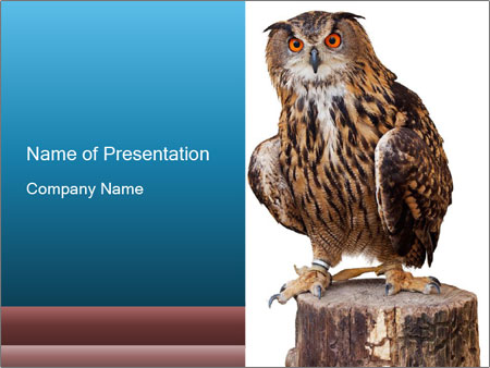 Detail Background Ppt Owl Nomer 44