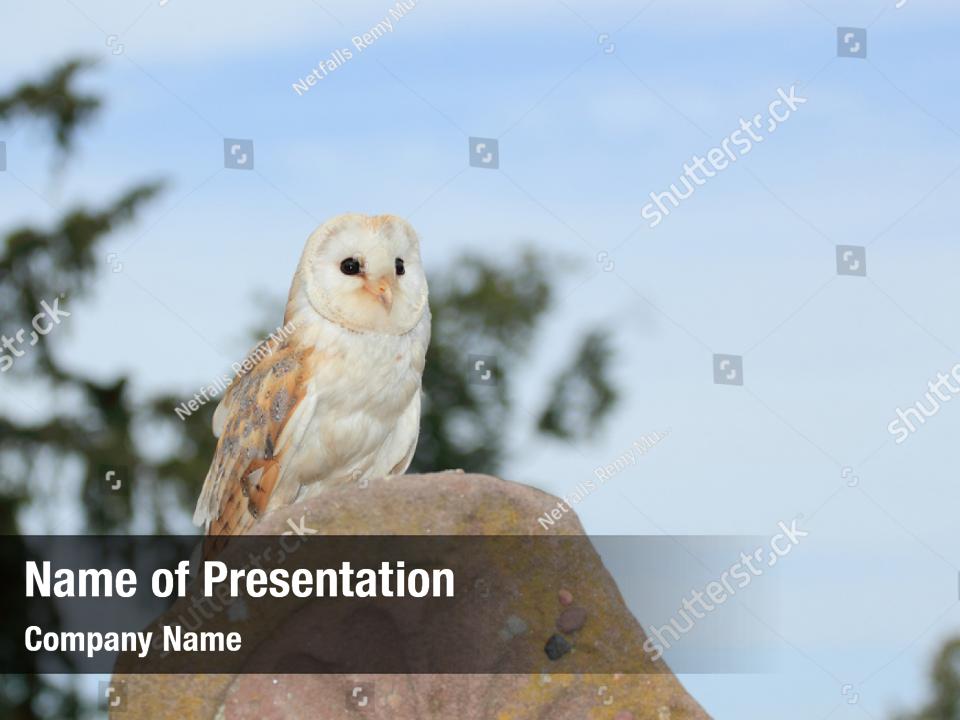 Detail Background Ppt Owl Nomer 54
