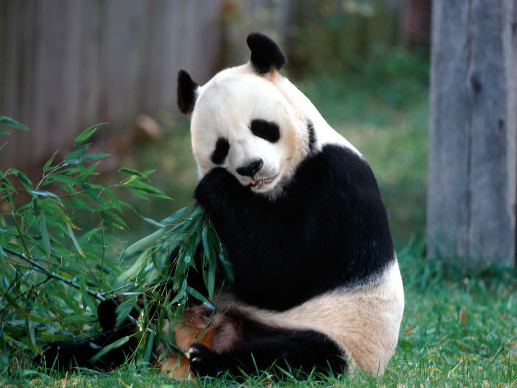 Detail Background Ppt Panda Nomer 38