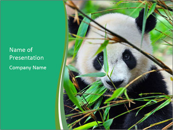 Detail Background Ppt Panda Nomer 47