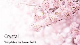 Detail Background Ppt Sakura Nomer 15