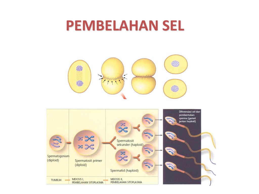 Detail Background Ppt Sel Nomer 50