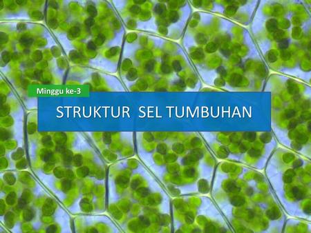 Detail Background Ppt Sel Nomer 55