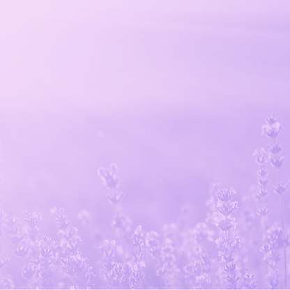 Detail Background Ppt Ungu Muda Nomer 45