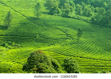 Detail Background Puncak Nomer 12