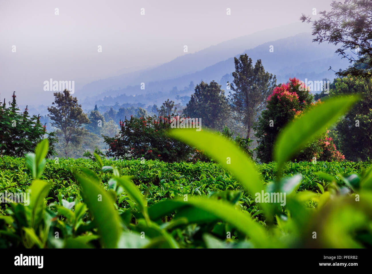 Detail Background Puncak Nomer 15