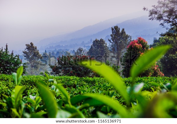 Detail Background Puncak Nomer 25