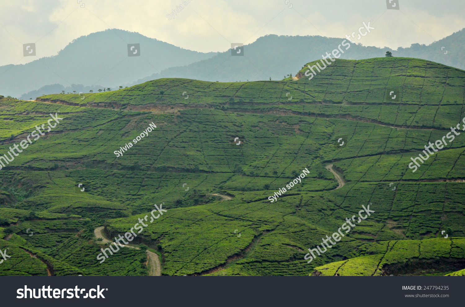 Detail Background Puncak Nomer 27