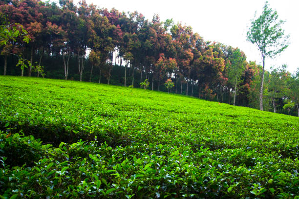 Detail Background Puncak Nomer 52