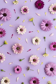 Background Purple Flower - KibrisPDR