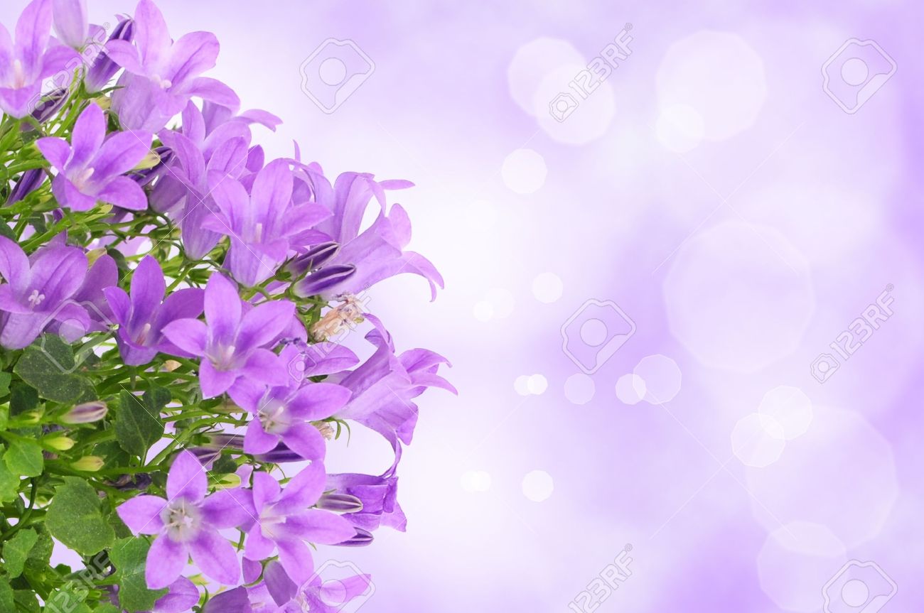 Detail Background Purple Flower Nomer 39