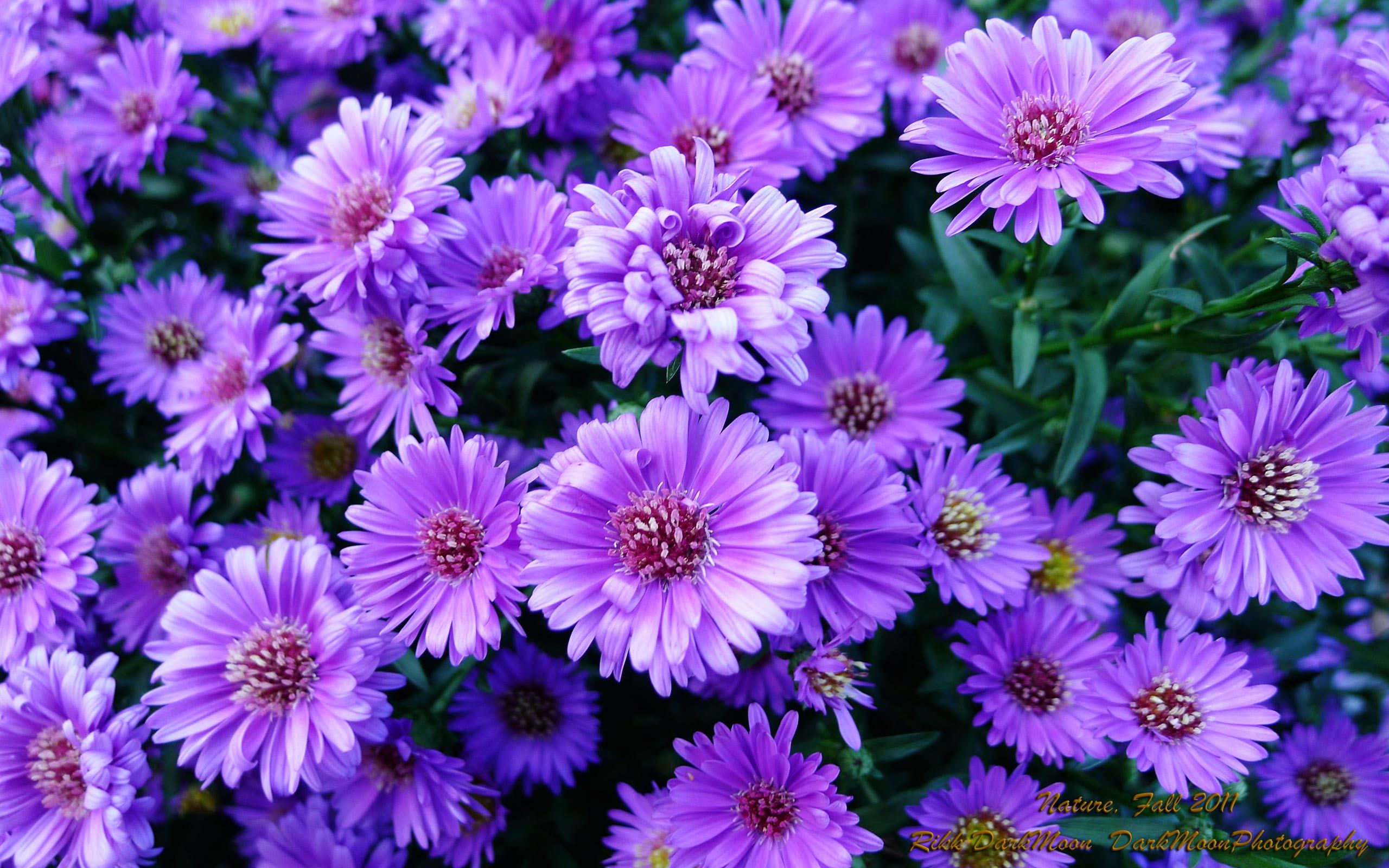 Detail Background Purple Flower Nomer 47