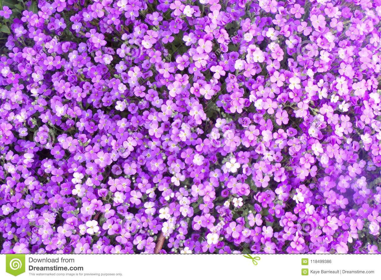 Detail Background Purple Flower Nomer 52