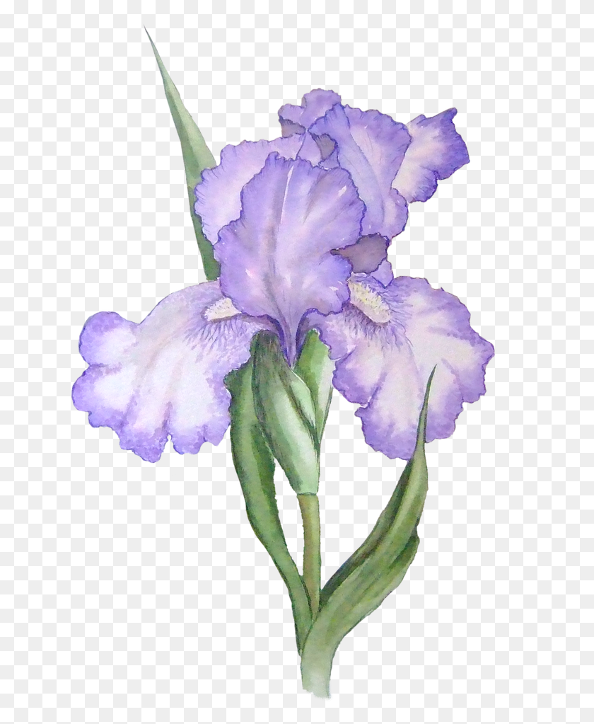 Detail Background Purple Flower Nomer 53