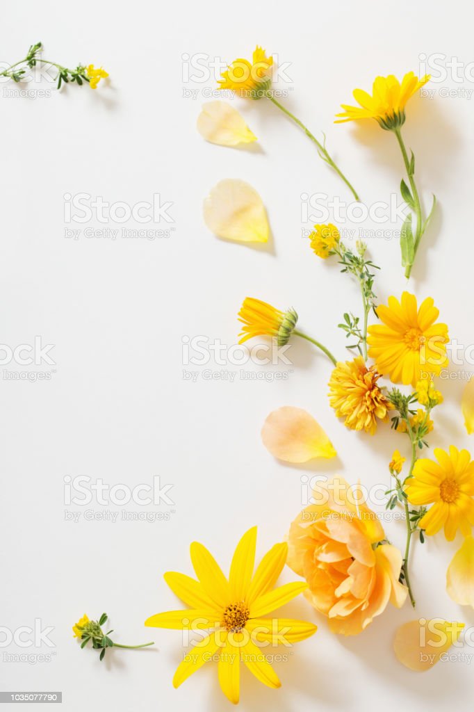 Detail Background Putih Kuning Nomer 42