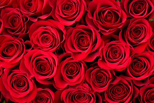 Background Red Flower - KibrisPDR
