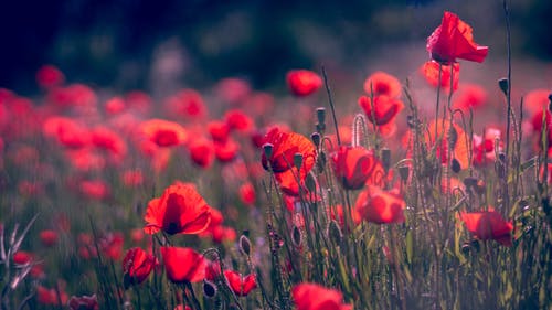 Detail Background Red Flower Nomer 15