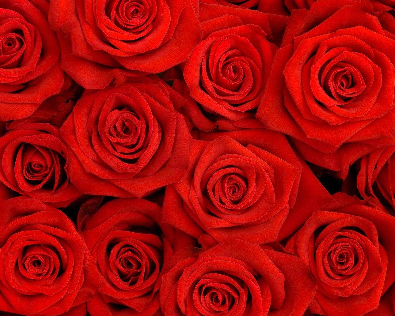 Detail Background Red Flower Nomer 16