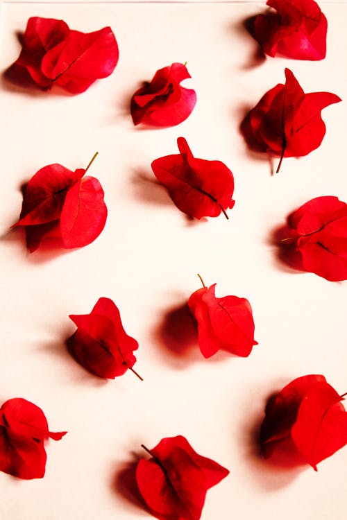 Detail Background Red Flower Nomer 23