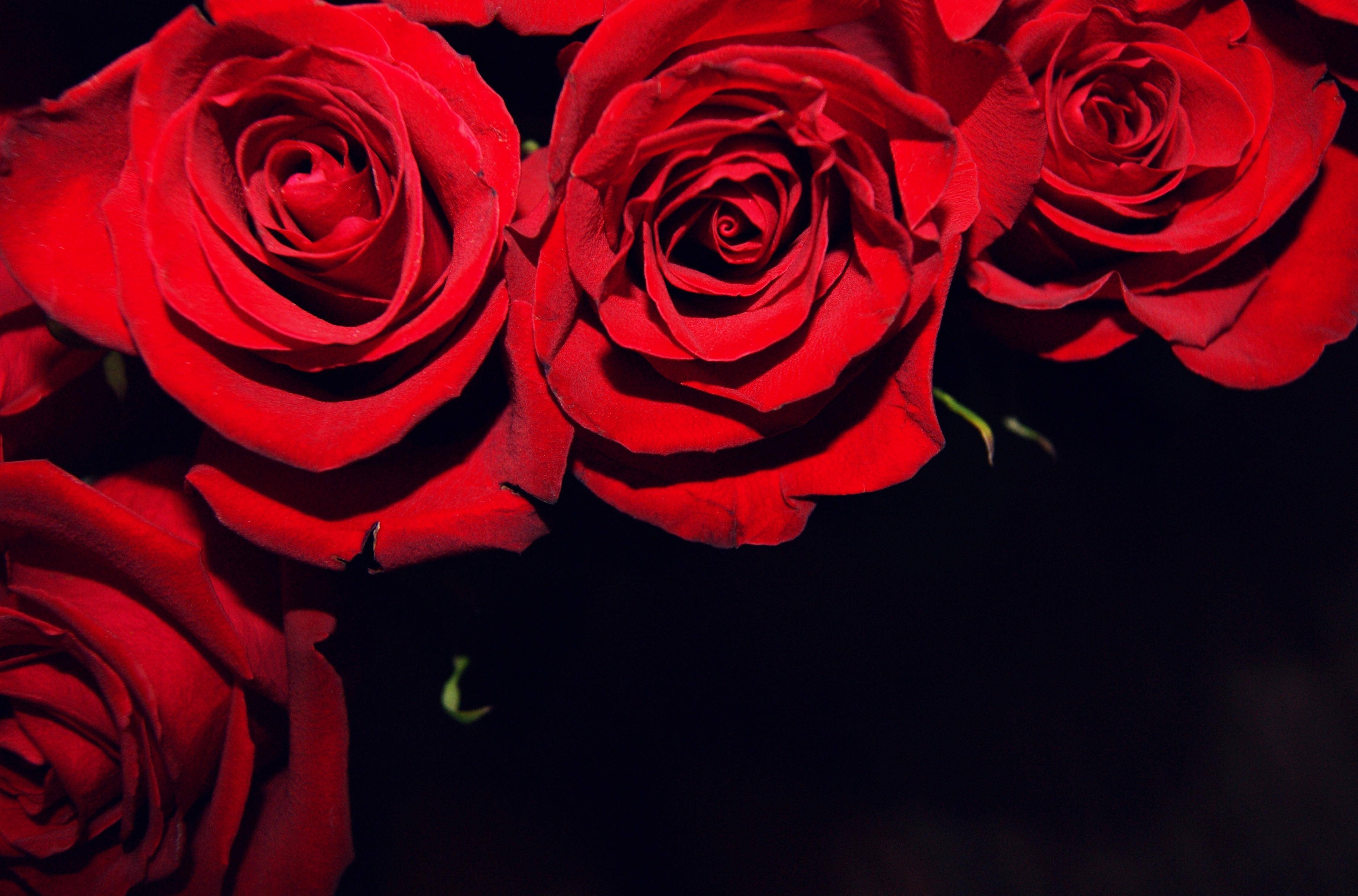 Detail Background Red Flower Nomer 24