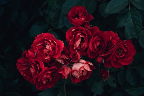 Detail Background Red Flower Nomer 25