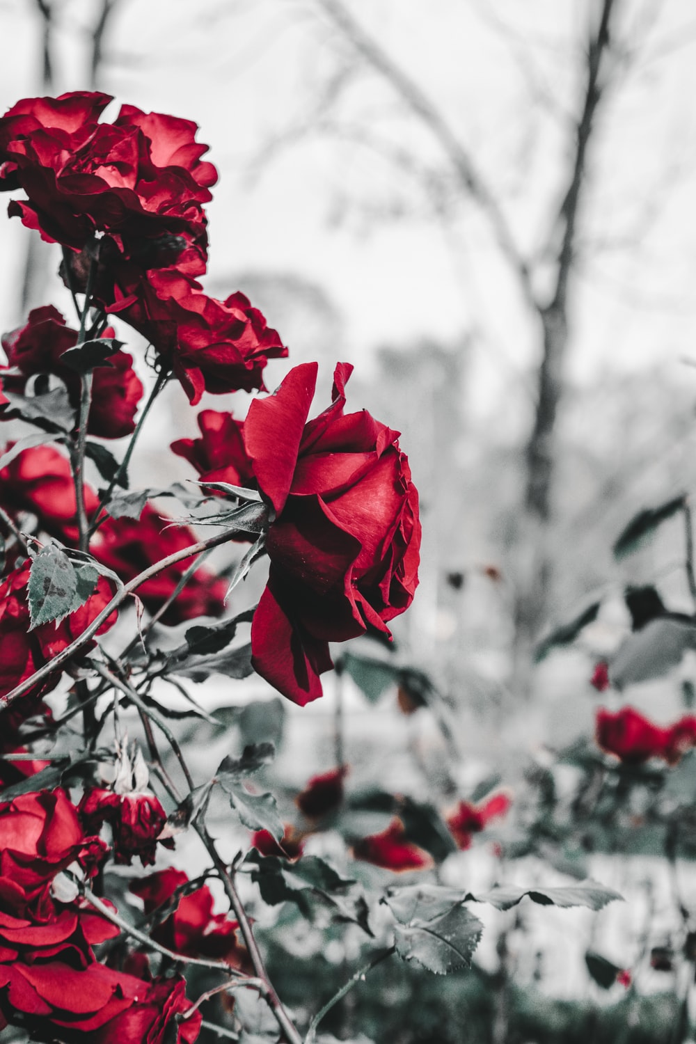 Detail Background Red Flower Nomer 28