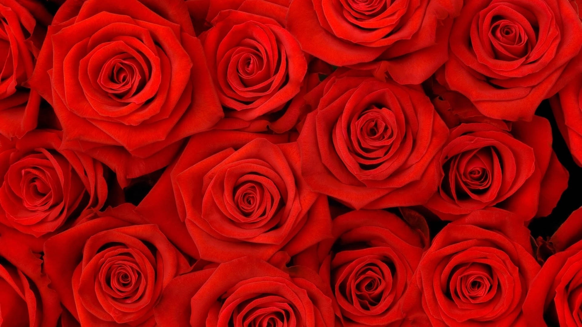 Detail Background Red Flower Nomer 31
