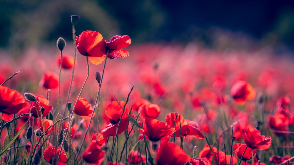 Detail Background Red Flower Nomer 34