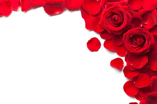 Detail Background Red Flower Nomer 35