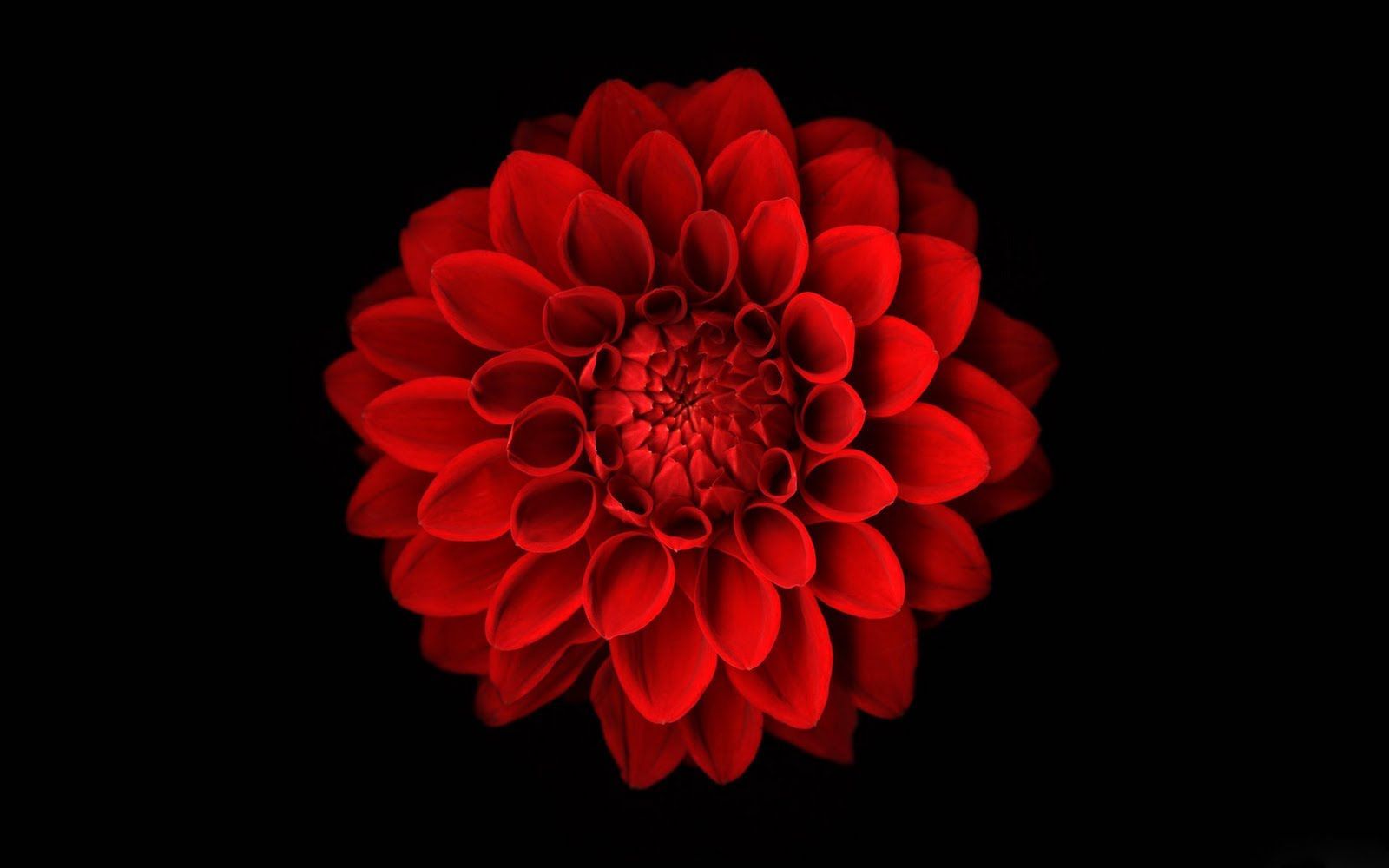 Detail Background Red Flower Nomer 40