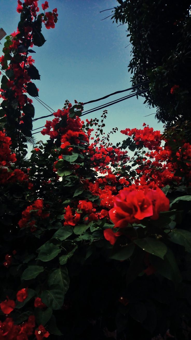 Detail Background Red Flower Nomer 43