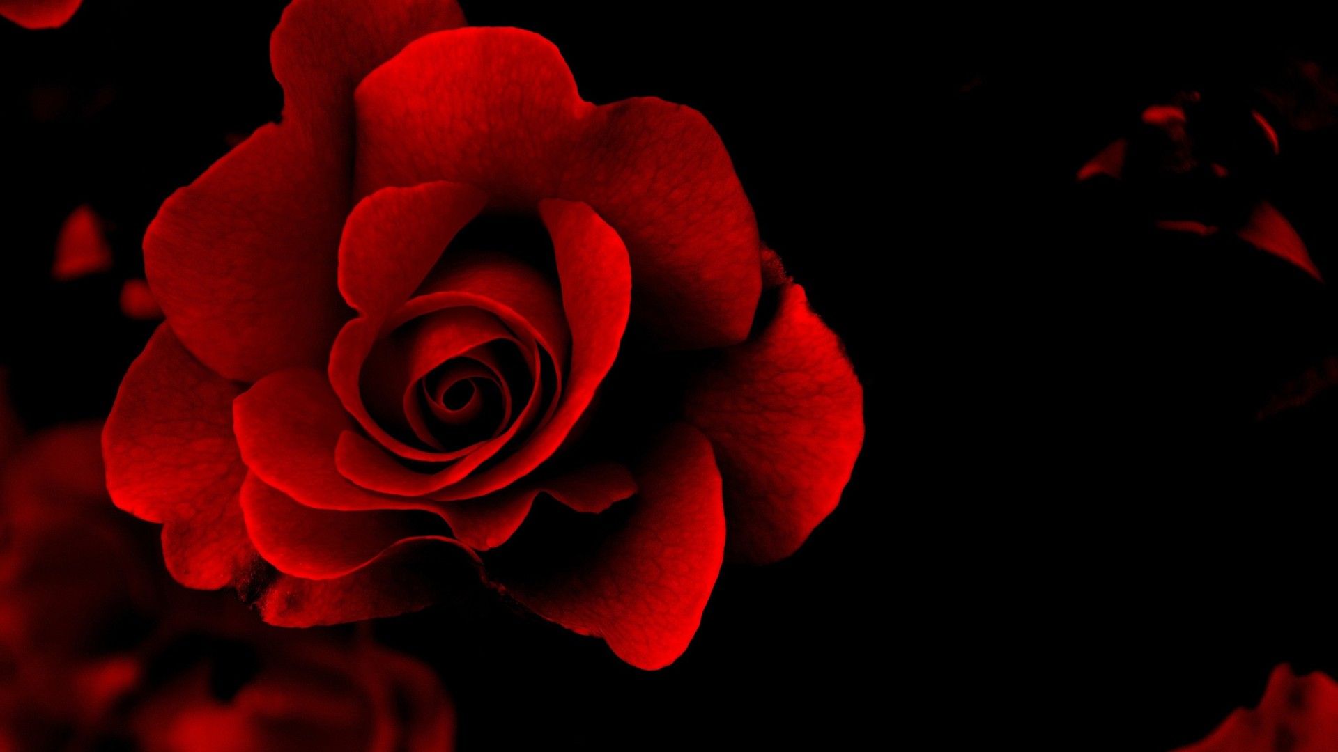 Detail Background Red Flower Nomer 45