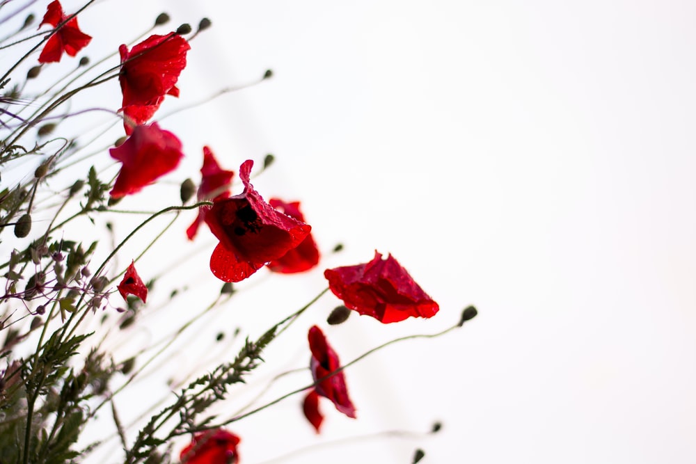 Detail Background Red Flower Nomer 49