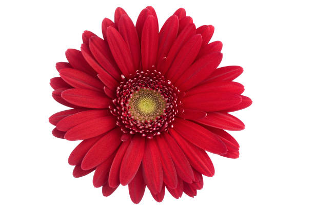 Detail Background Red Flower Nomer 51