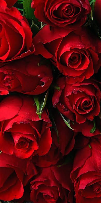 Detail Background Red Flower Nomer 53
