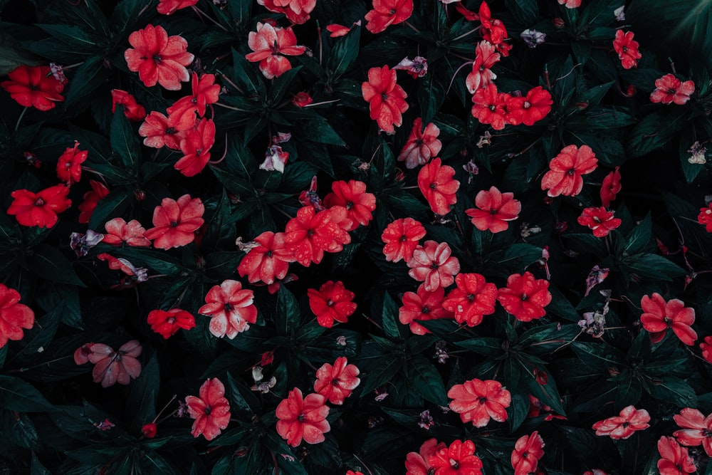 Detail Background Red Flower Nomer 7