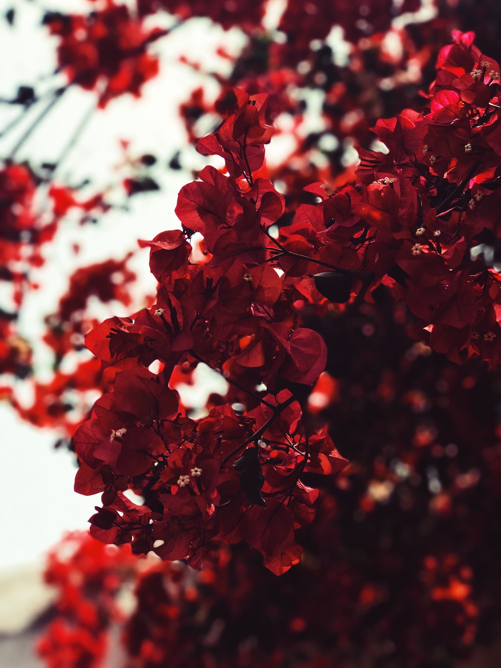 Detail Background Red Flower Nomer 8